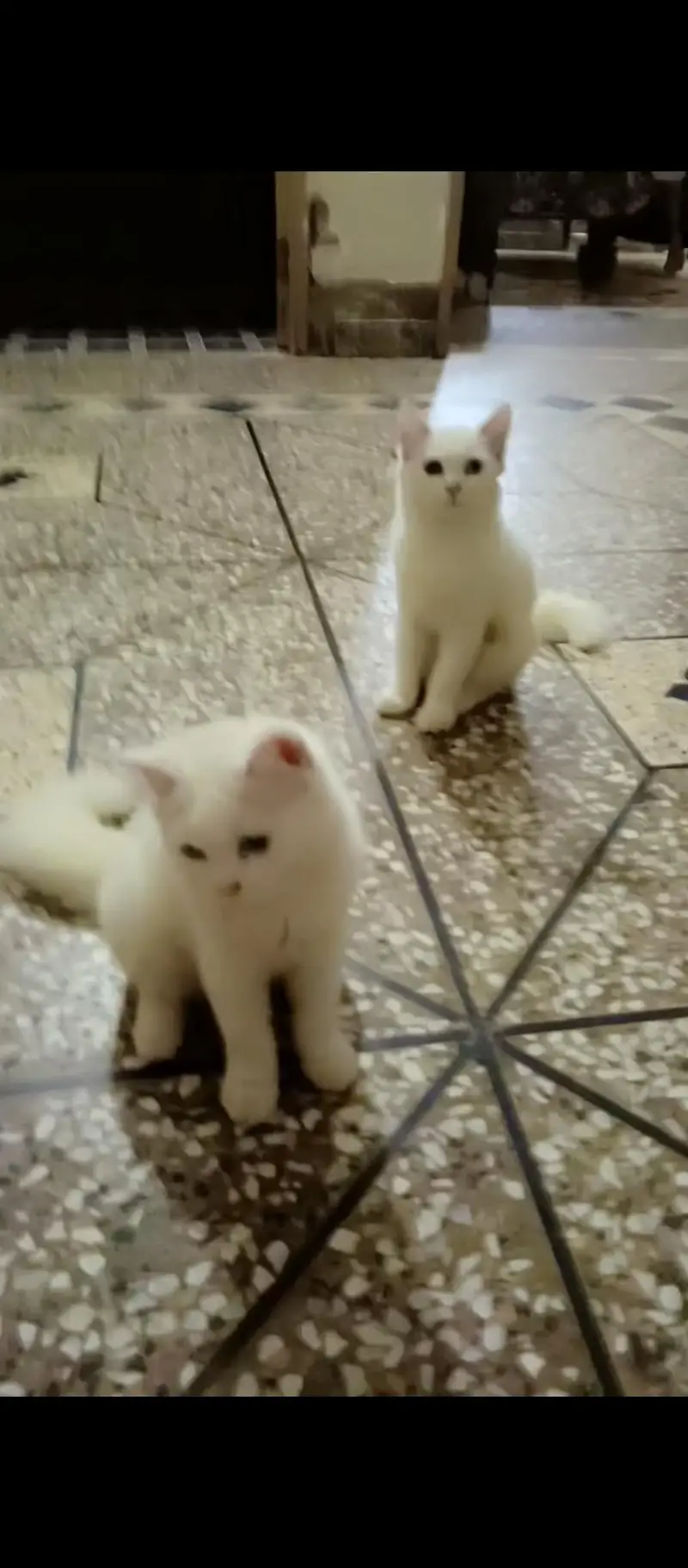 Persian cat — photo 2
