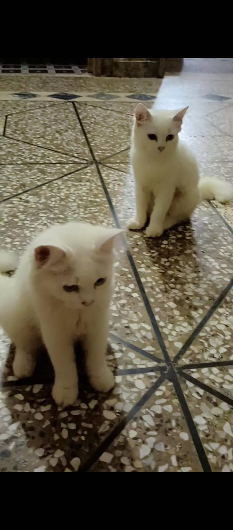 Persian cat 2