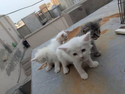 Persian cats