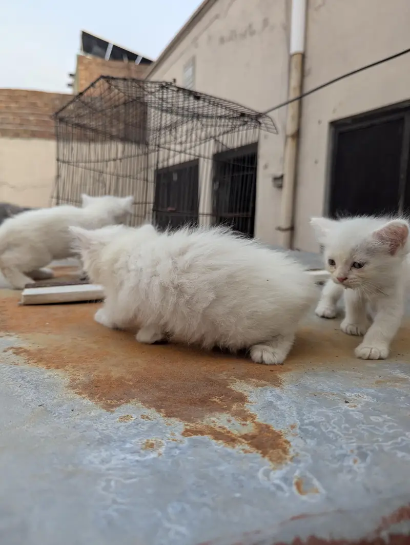 Persian cats — photo 2