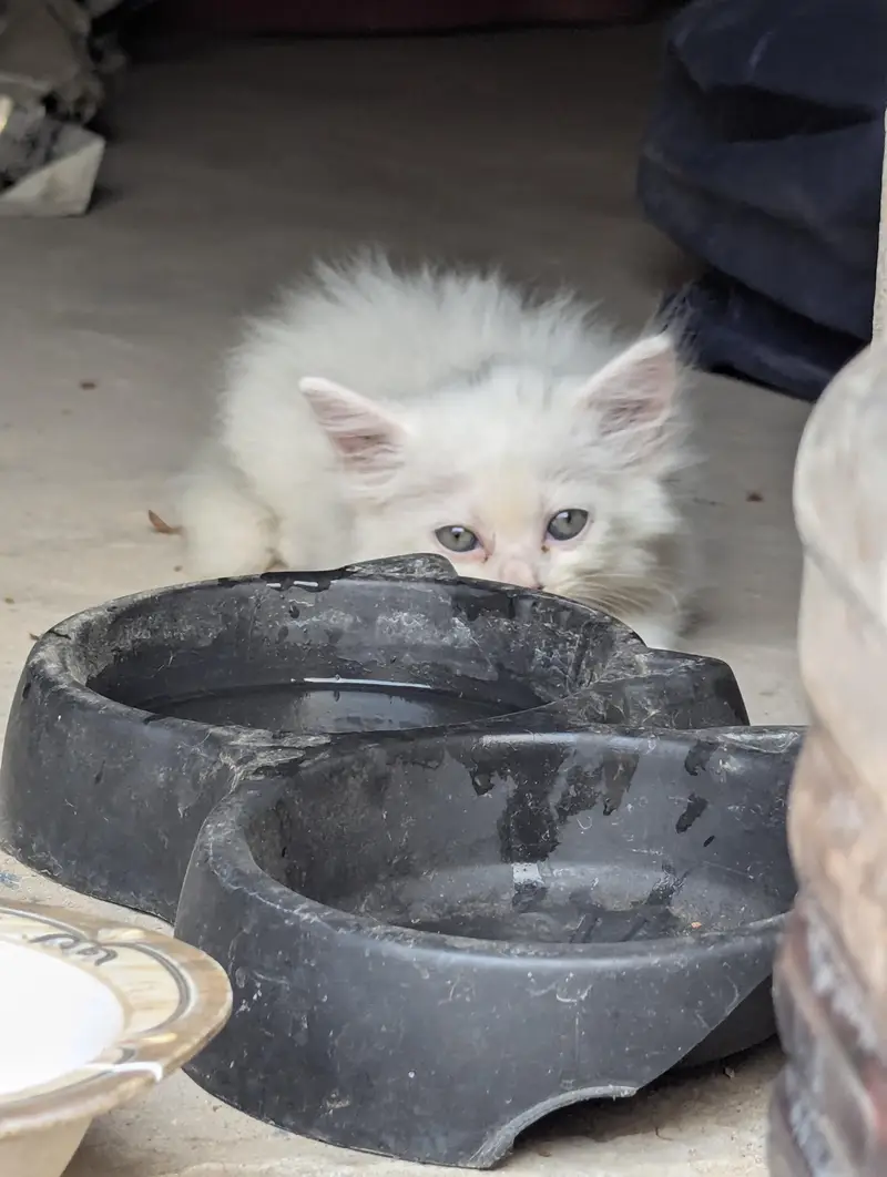 Persian cats — photo 3