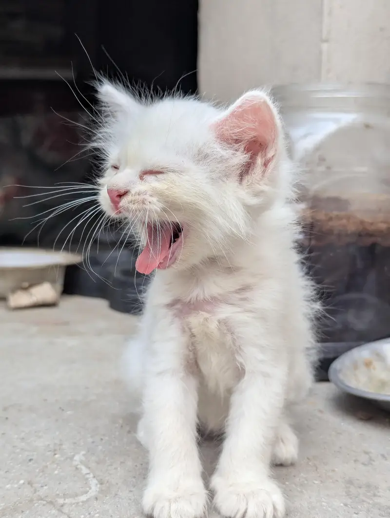 Persian cats — photo 5