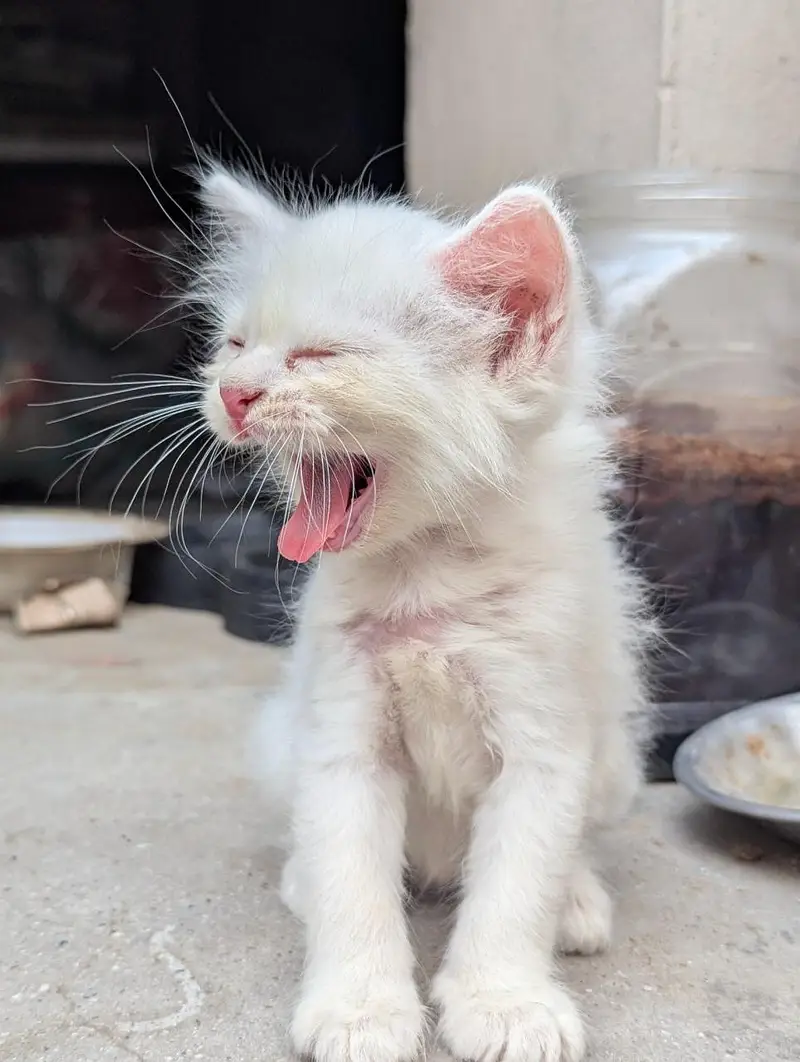 Persian cats — photo 6