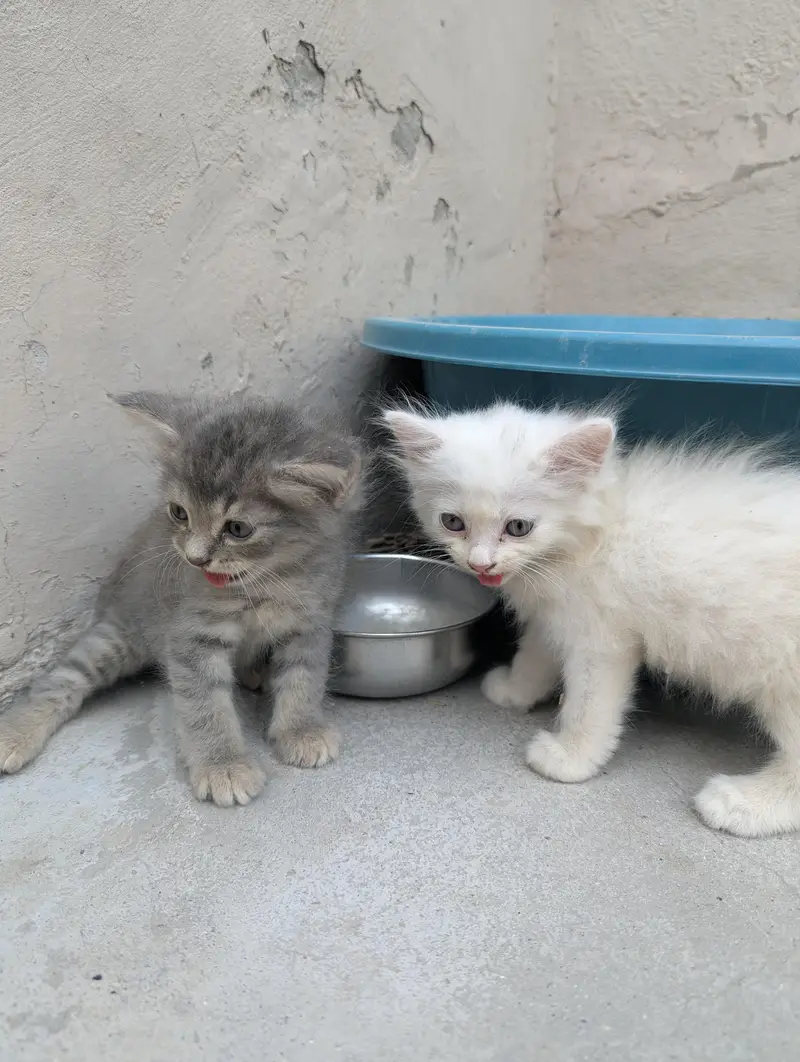 Persian cats — photo 8