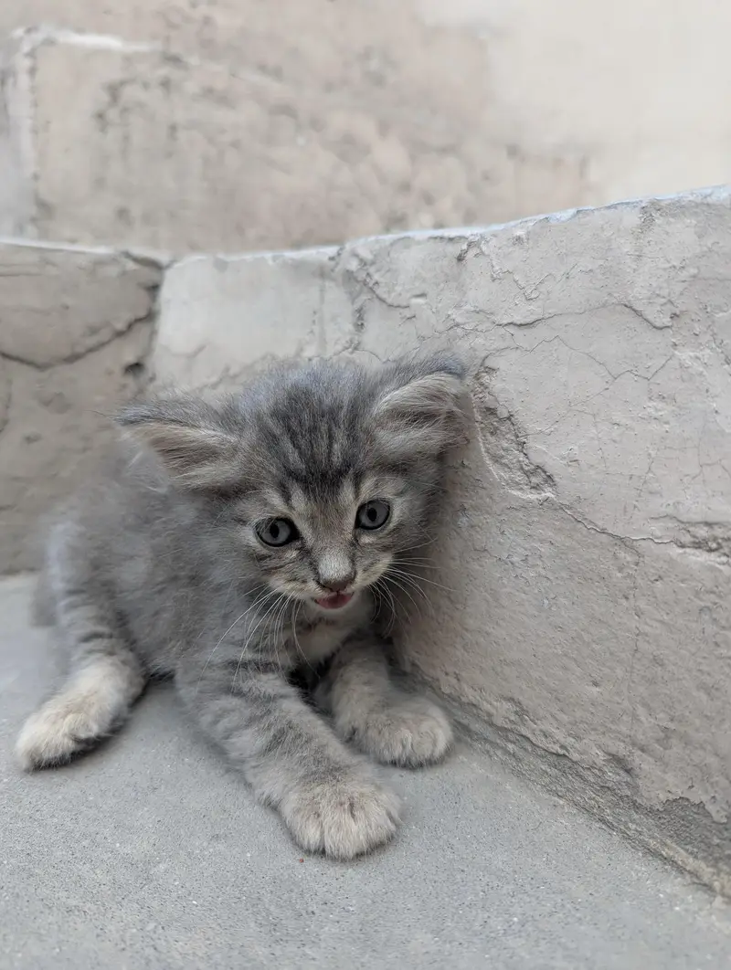 Persian cats — photo 10