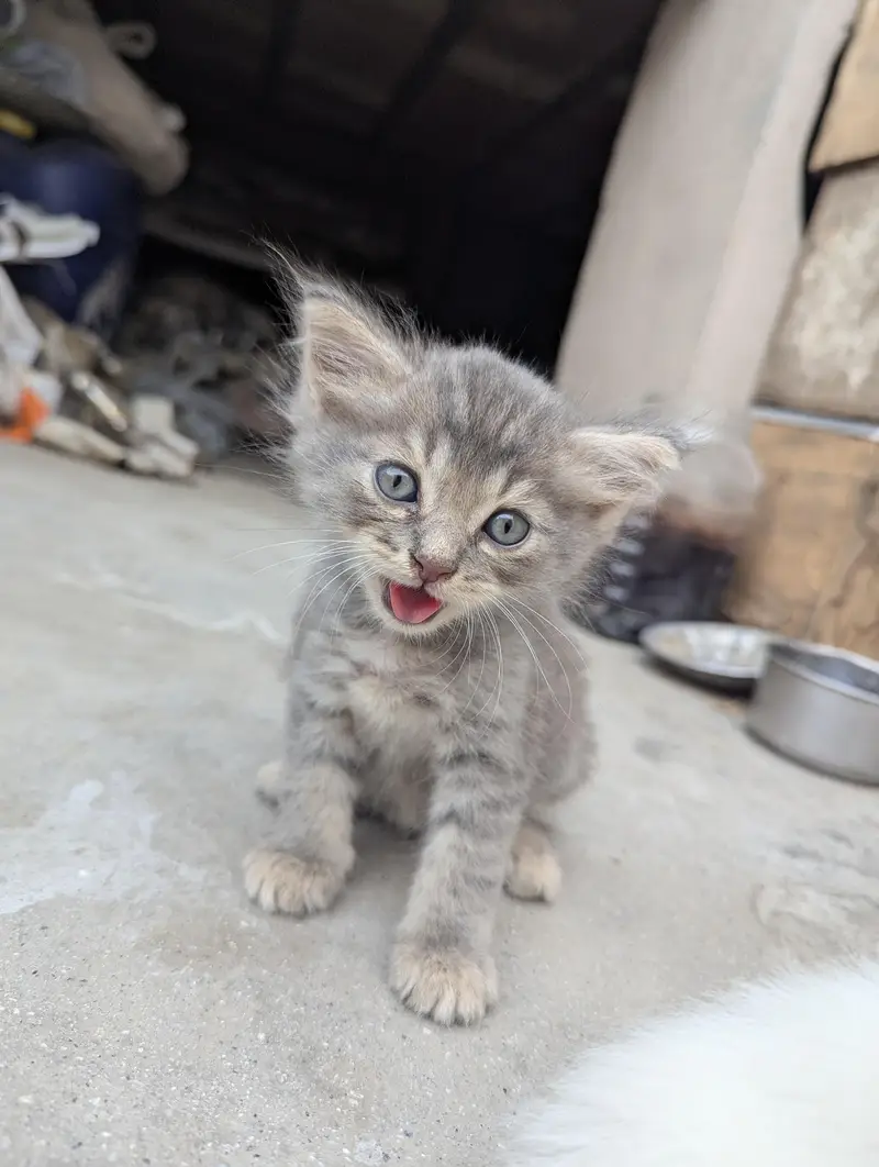 Persian cats — photo 11