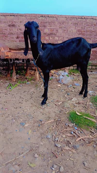 Bakri