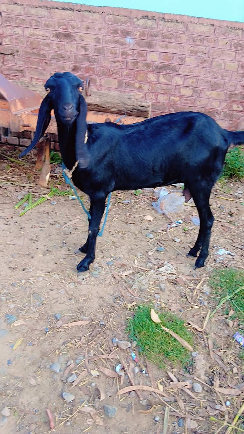 Bakri 1
