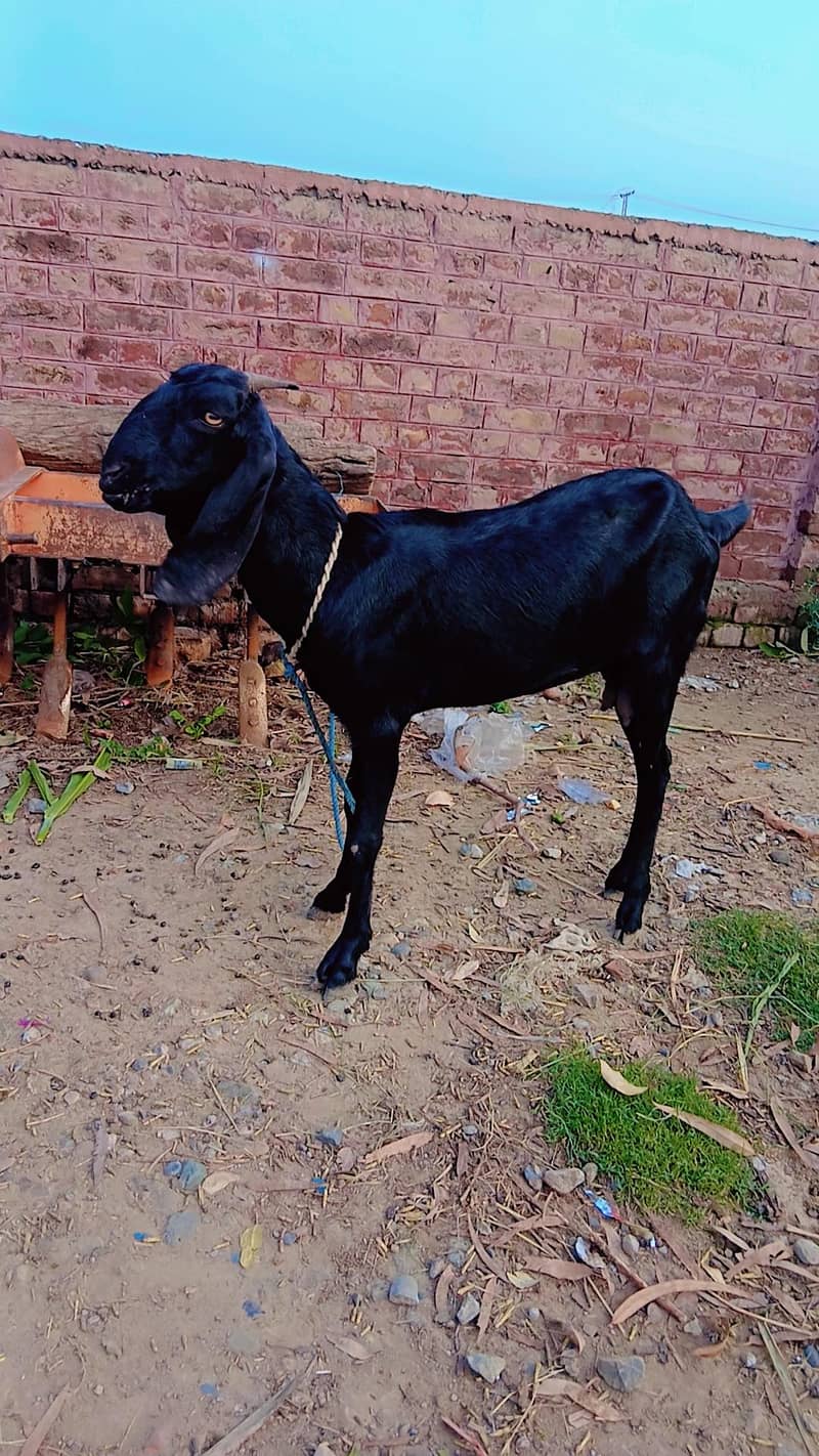 Bakri 2