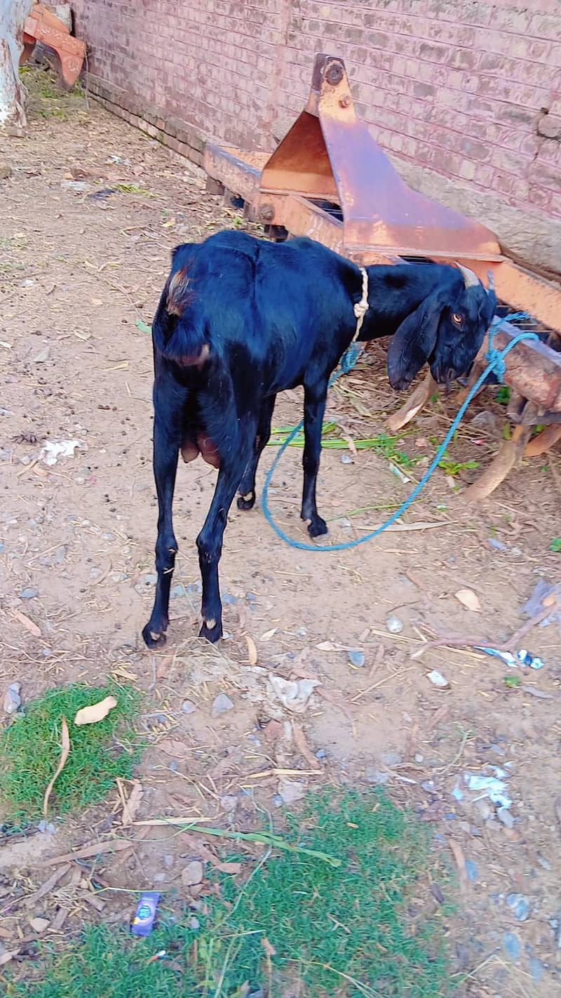 Bakri 3