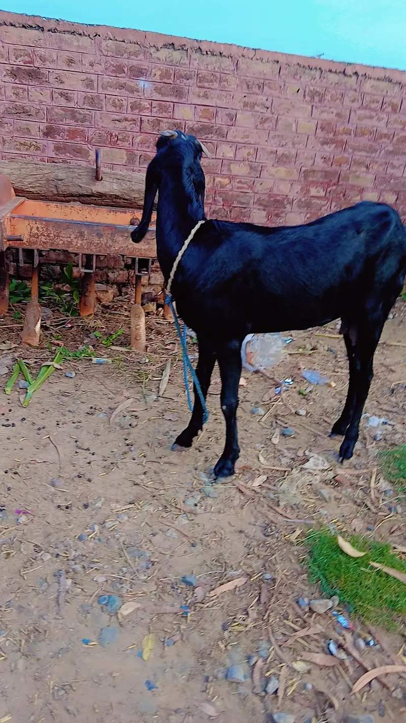 Bakri — photo 5