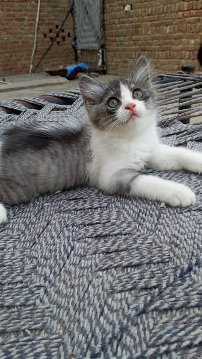 Persion Cat