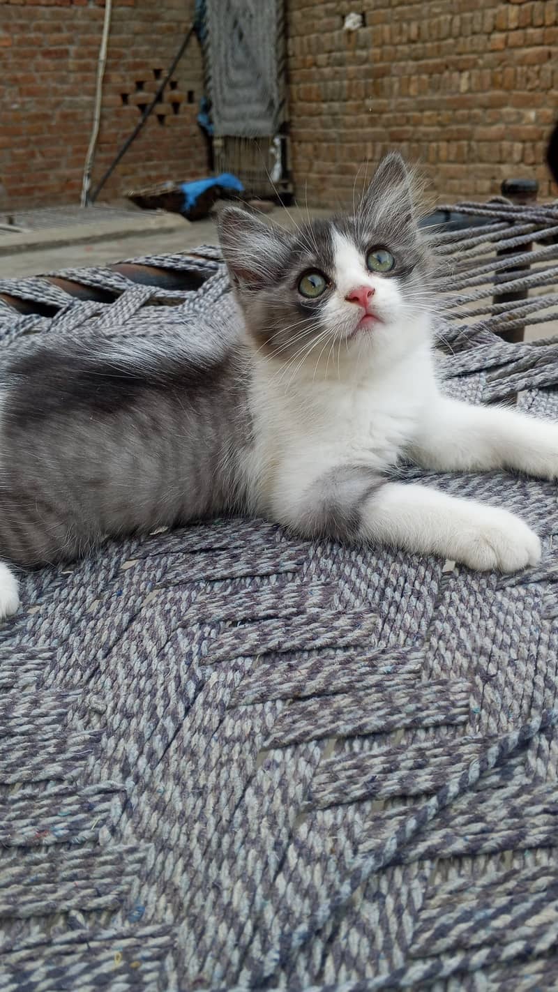 Persion Cat 0