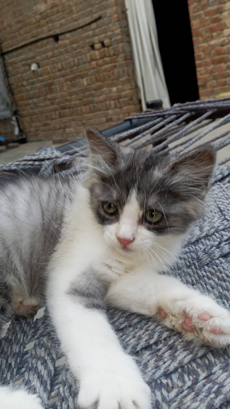 Persion Cat 1