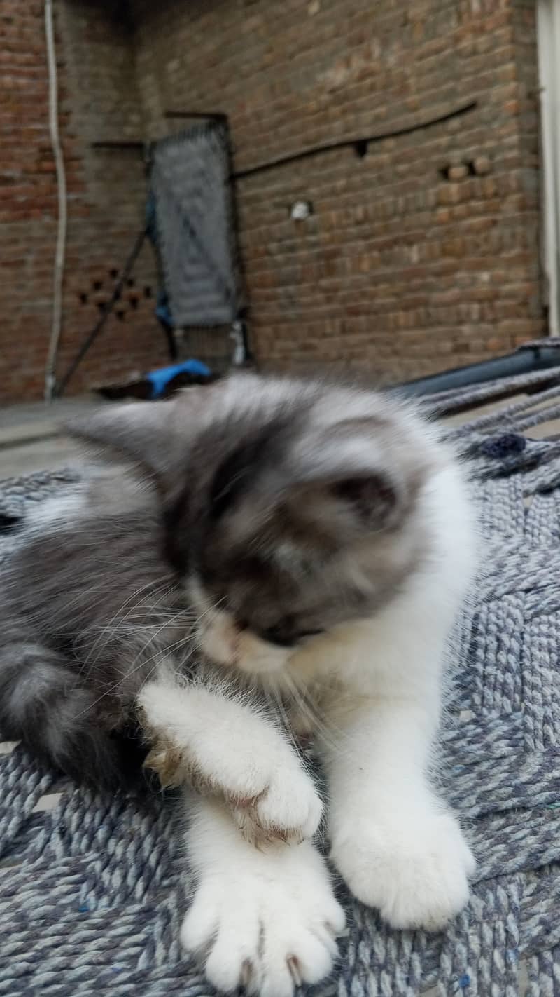 Persion Cat 2
