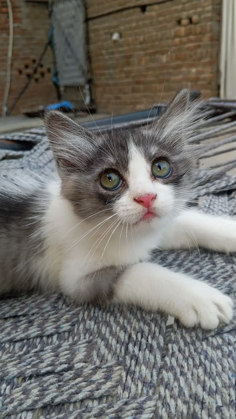 Persion Cat — photo 4