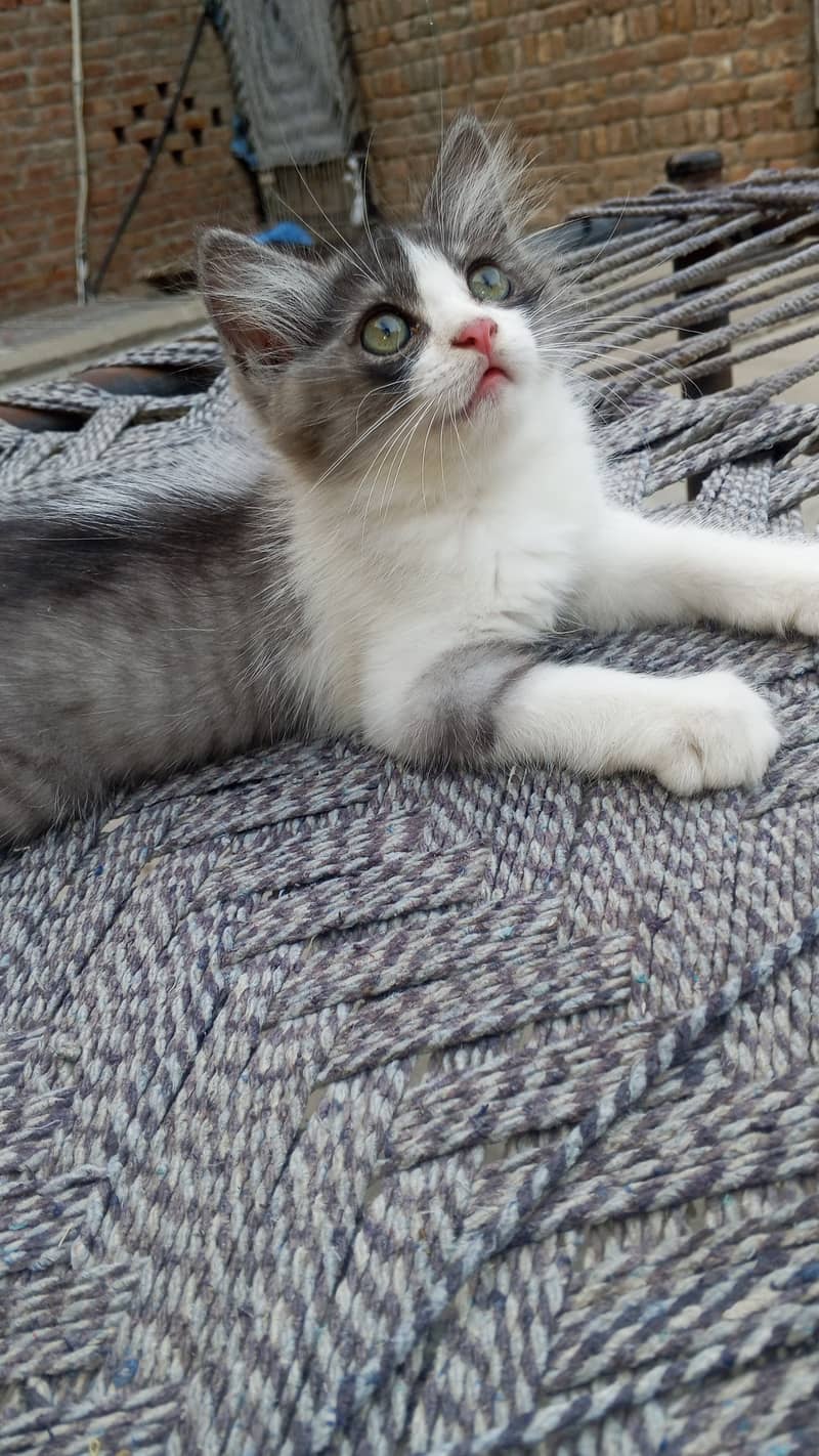 Persion Cat 4