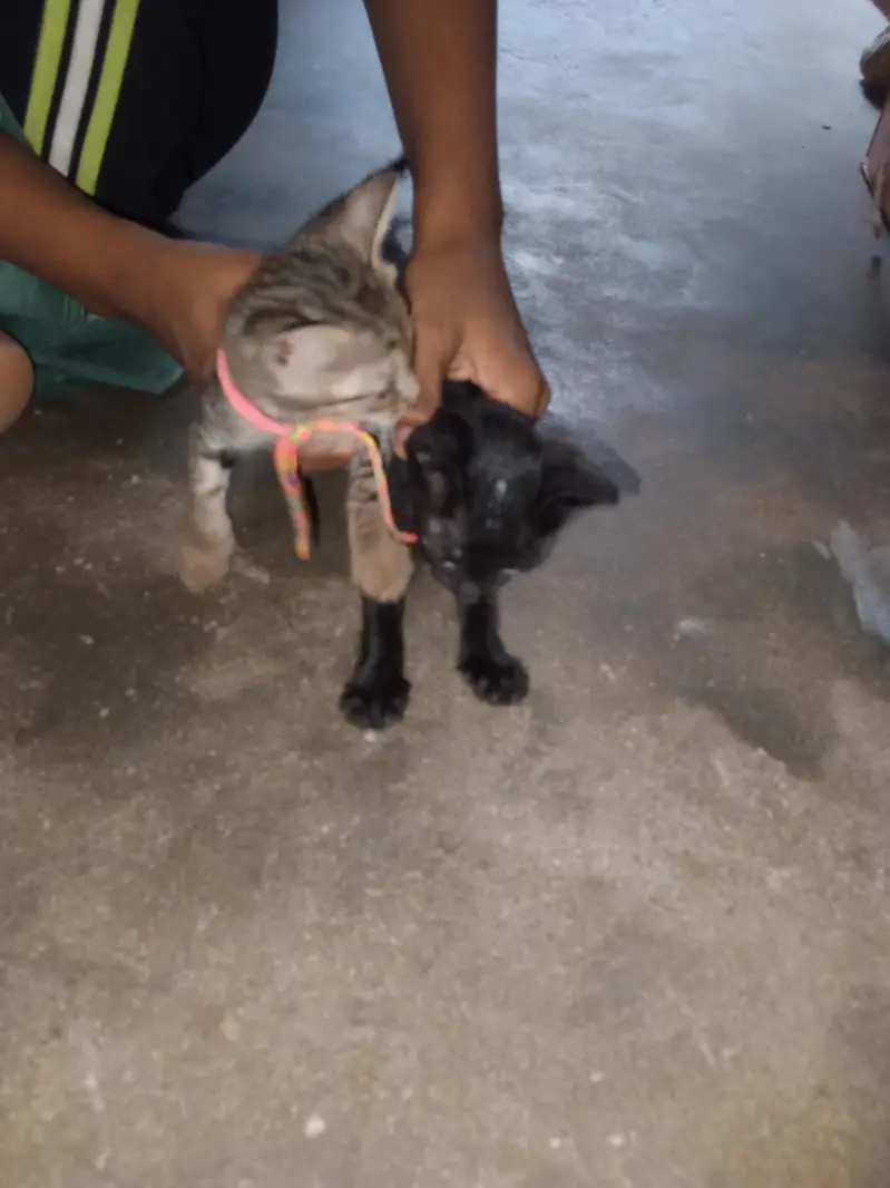 black aur gire culur — photo 3