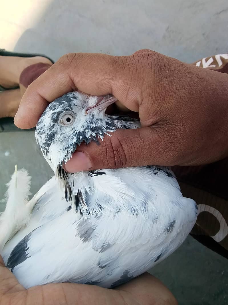 kabotar 2