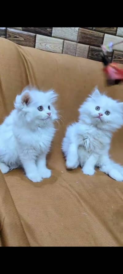 pure Persian cats vaccinated and healthy active WhatsApp/0344/6895398/