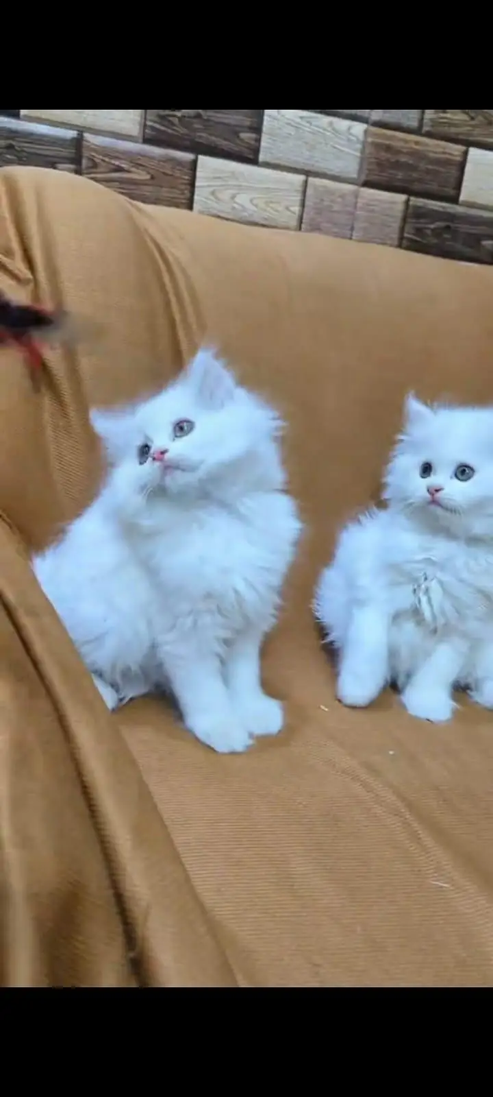 pure Persian cats vaccinated and healthy active WhatsApp/0344/6895398/ — photo 2
