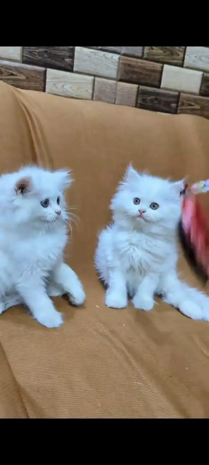 pure Persian cats vaccinated and healthy active WhatsApp/0344/6895398/ — photo 3