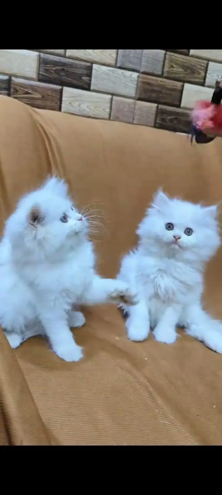 pure Persian cats vaccinated and healthy active WhatsApp/0344/6895398/ — photo 4