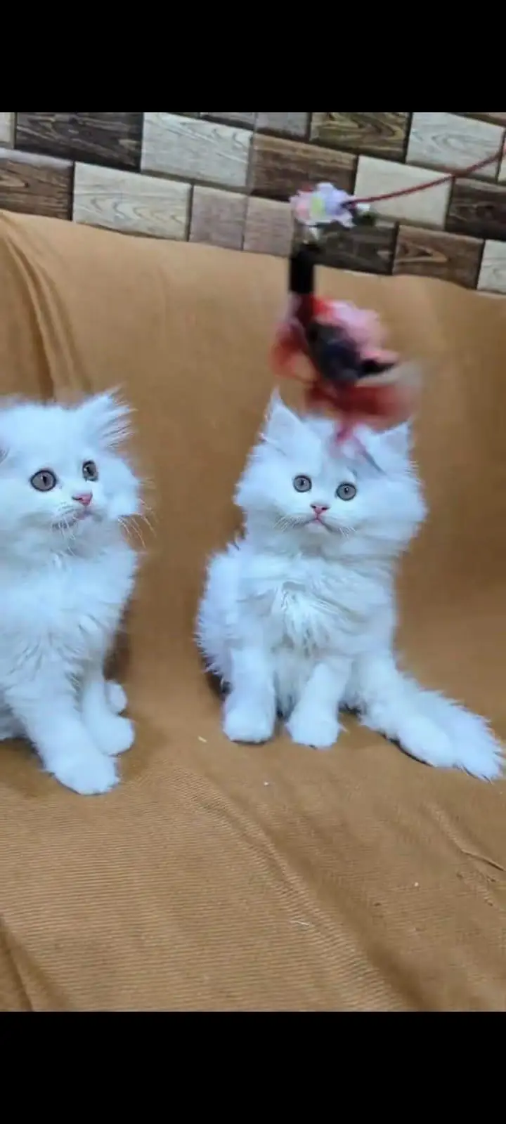 pure Persian cats vaccinated and healthy active WhatsApp/0344/6895398/ — photo 5