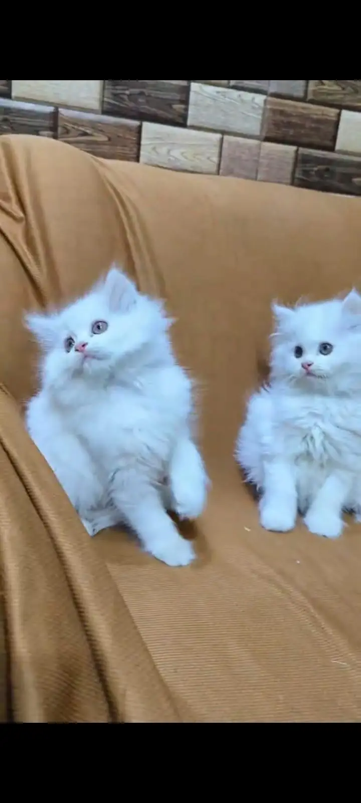 pure Persian cats vaccinated and healthy active WhatsApp/0344/6895398/ — photo 6
