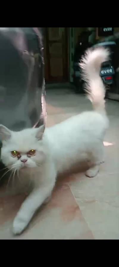 Persian punch face pragnet cat available for sale