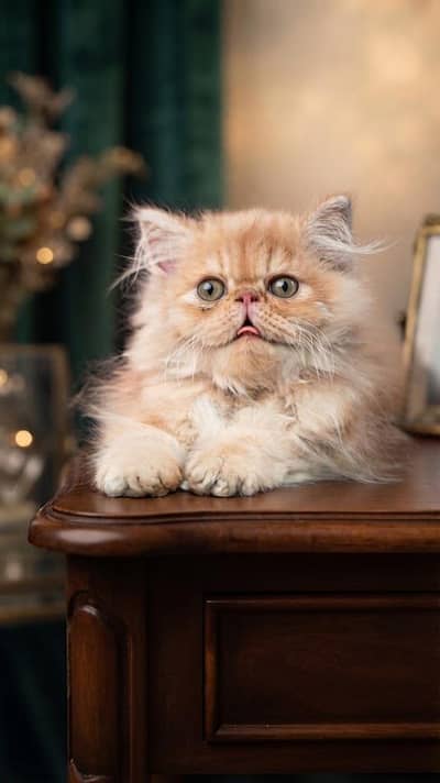CfA bloodline female kitten