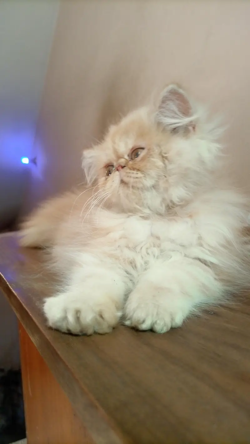 CfA bloodline female kitten — photo 2