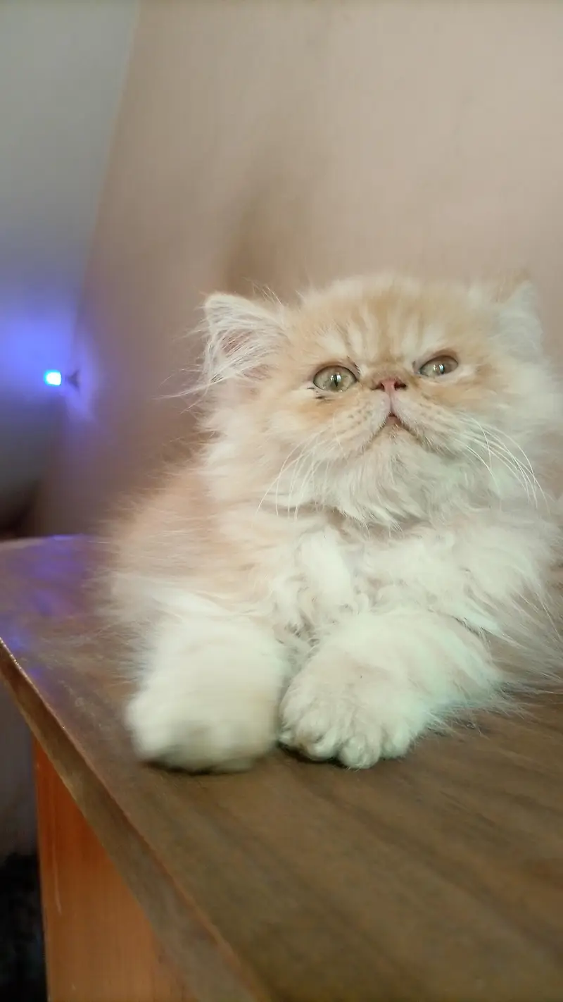 CfA bloodline female kitten — photo 3