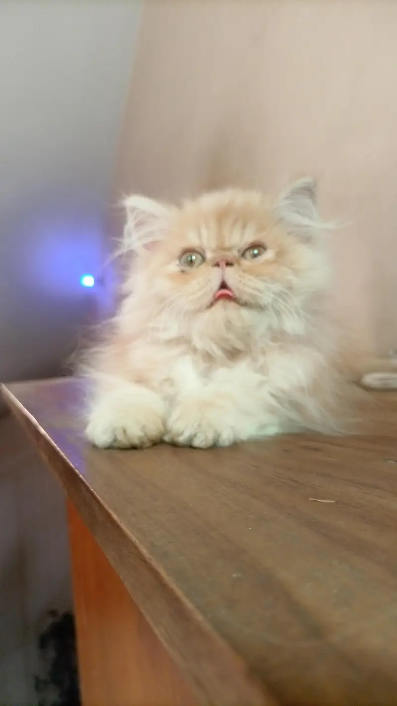 CfA bloodline female kitten — photo 4