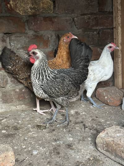 Starter hens