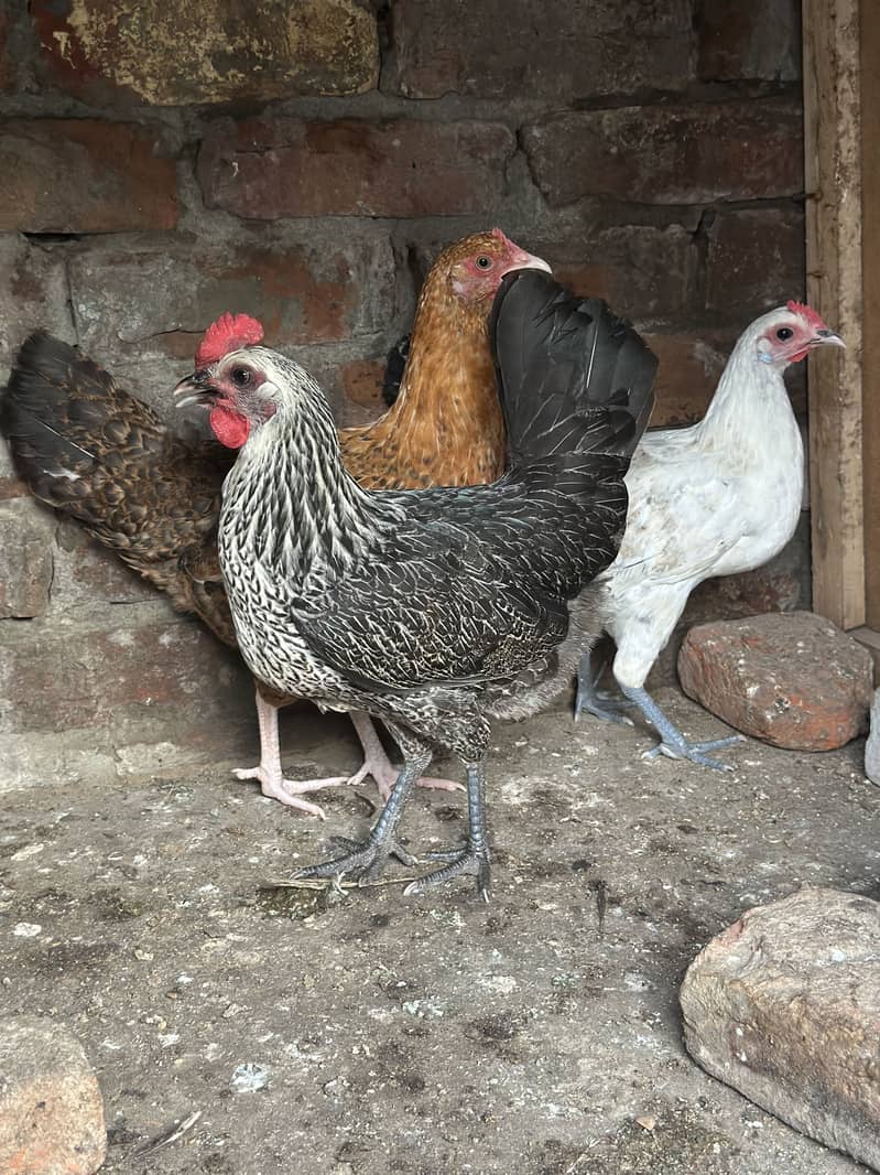 Starter hens 0