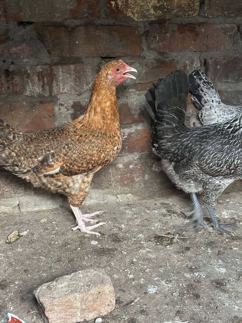 Starter hens 1