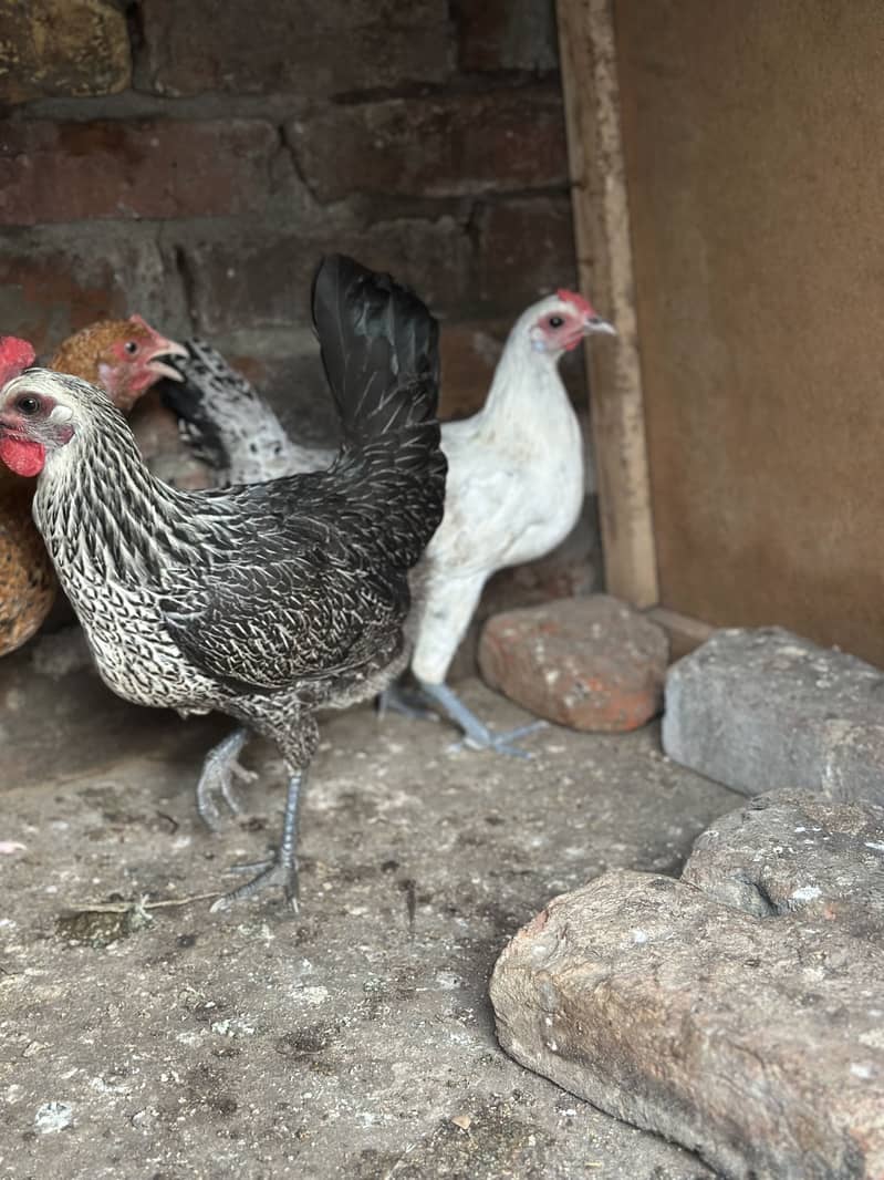 Starter hens 2