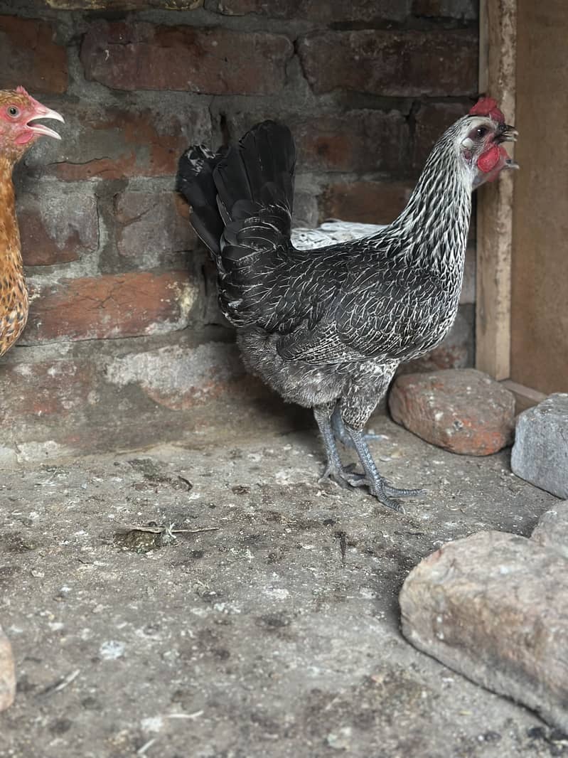 Starter hens 3