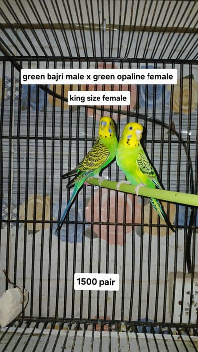 Quality Green Budgies Available – Males & Females