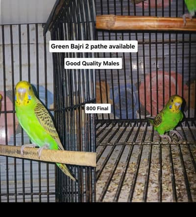 Quality Green Budgies Available –2 Males