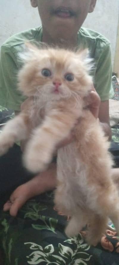 cat selling