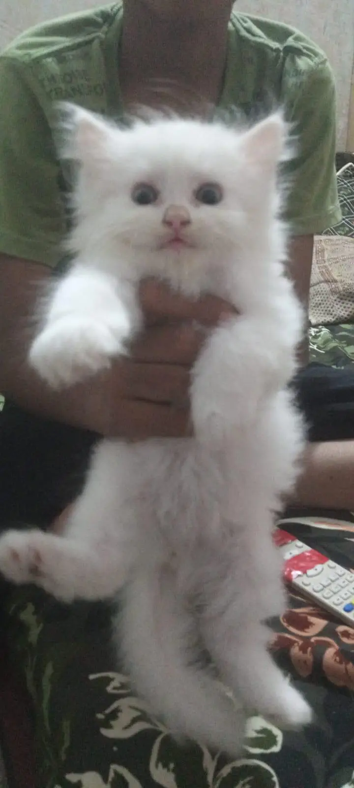cat selling — photo 2