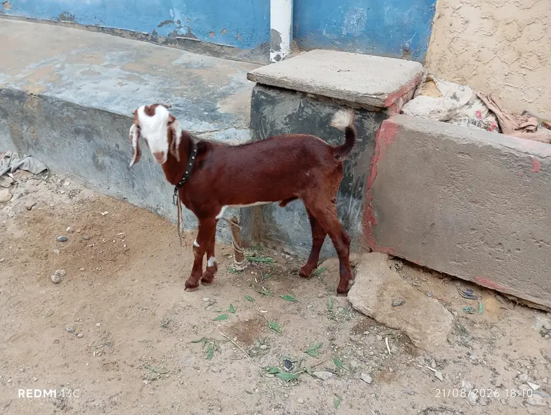 کاموری پٹ بکری اور ایک زیرو سائز بکرا5 ماہ اور 4 ماہ بکری کا بچہ — photo 3