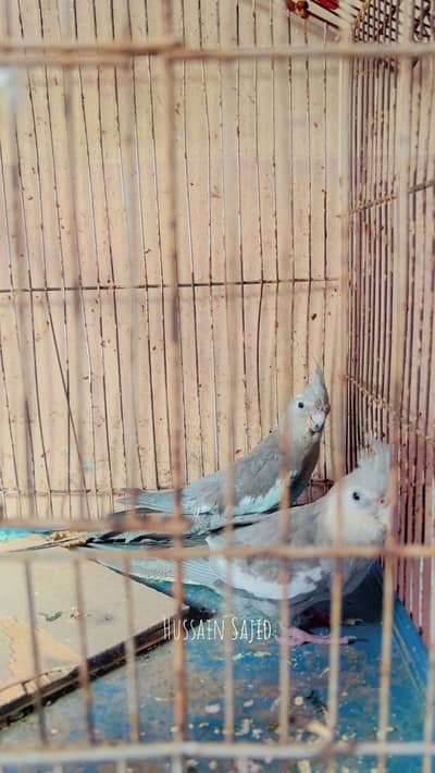 Silver cocktail for sale  ha newly adult