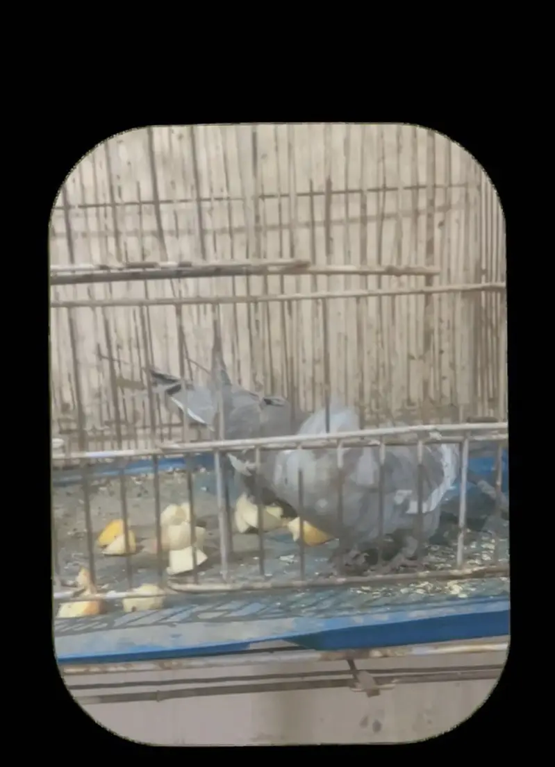 Silver cocktail for sale  ha newly adult — photo 3