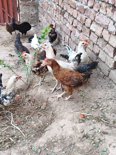Golden Misri Hens