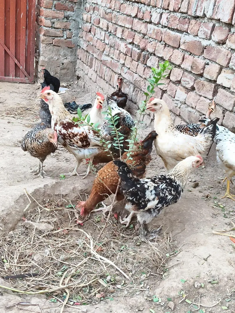 Golden Misri Hens — photo 2