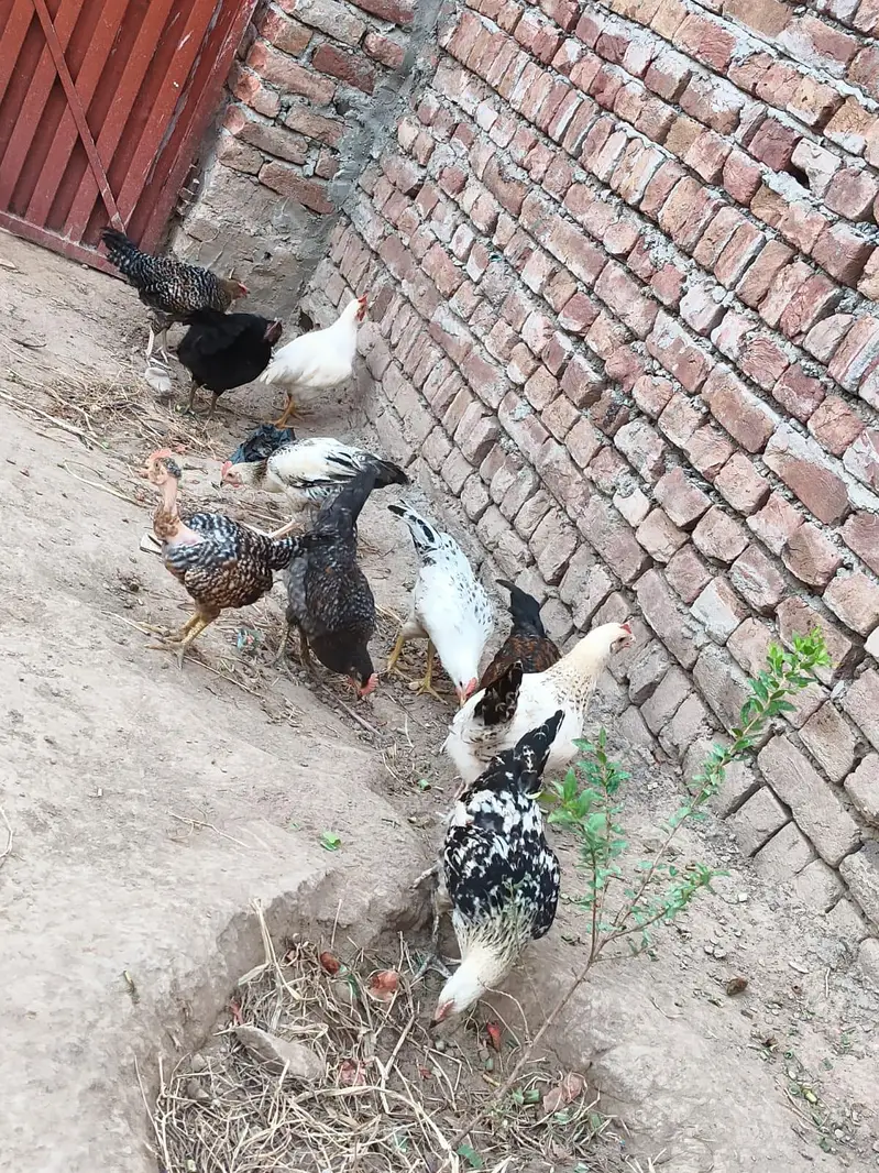 Golden Misri Hens — photo 3