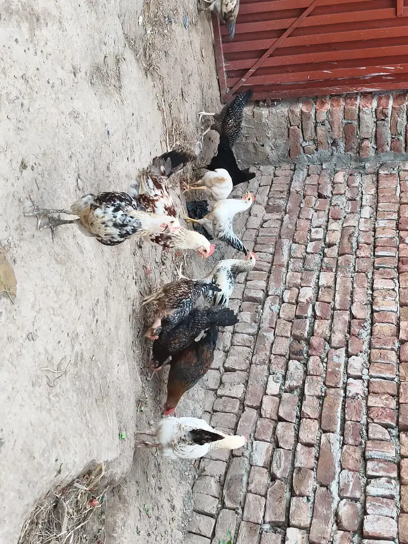 Golden Misri Hens — photo 4